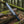 Mountain Man Bowie Knife Damascus Bull Horn