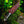 Damascus Stag Handle Bowie Knife Full Tang