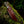 Damascus Stag Handle Bowie Knife Full Tang