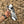 Damascus Knuckle Bowie Knife Resin Handle Leather Sheath
