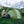 Cot Elevated Compact Tent Set with External Cover-Green