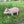 Cheerful Beige Pig Garden Statue