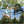 Springfree Outdoor 8 x 13 Ft Trampoline, Enclosure, Hoop Game, and Step Ladder