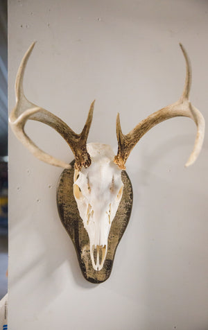 European Mounts - TRAPSKI