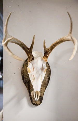 European Mounts - TRAPSKI