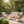 4-Piece Acacia Wood Patio Seating Set