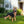 Outdoor German Shepherd Dog Statue Greeter Garden Decor