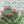 2 Pack Metal Garden Trellis 86.7