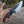 10” Custom Hand Forged Carbon Steel Full Tang Skinner Knife - Wood & Horn Handle