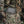 M-Tac War Belt ARMOR Tegris D-Ring Cobra