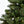 Home Heritage Cascade Quick Set 5 Foot 250 LED Pre-Lit Artificial Christmas Tree