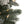 Home Heritage Anson 7' Flocked Slim 350 Clear Prelit Artificial Christmas Tree