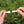 Intex River Run II Inflatable Tube(2) + River Run Connect Lounge Inflatable Tube