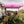 10 x 10 FT Outdoor Pop up Canopy Tent Easy Setup Gazebo Shelter with Wheeled Bag