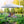 10 x 10 Feet Pop up Canopy Tent with Carrying Bag and 4 Sandbags