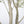 8FT Artificial Olive Tree with Decorative White Planter
