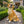 Golden Retriever Garden Statue