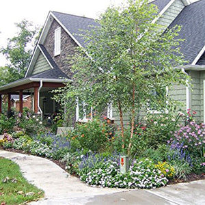 Algreen Faux Rock Cover, Large Outdoor Decorative Lawn & Garden Accent,Warm Gray