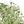 Artificial Olive Tree - 6 FT Tall Faux Plant