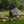 4 Season Bell Tent 9.8 FT Green Waterproof Glamping Tent