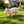 Cheerful Beige Pig Garden Statue
