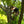 Muddy The Boss Hang On 1 Person Deer Hunting Tree Stand w/ Wide Stance Platform