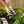 FoxFarm FX14100 Bush Doctor Coco Loco Plant Garden Potting Soil Mix, 2 Cubic Ft