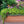 Southern Patio 36 Inch Medallion Hanging Garden Box Planter, Terracotta (2 Pack)