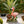 Outdoor Garden Sculpture Flamingo Flower Pot Planter
