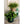 HC Companies LIA24000E35 24-Inch Indoor Outdoor Plastic Round Classic Pot, Clay