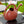 HC Companies RZ.WC2G0E35 2-Gallon Garden Large Mouth Watering Can, Terra Cotta