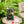 Decorative Woodland Gnome Water Fountain With LED Light - Brown