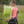 Genesis Mini, Youth Compound Bow & Arrow Kit with Quiver, Draw Hand-Left, Pink
