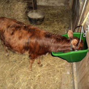 Little Giant 20-Quart Durable Plastic Flat Back Livestock Feed Bucket, Green - TRAPSKI