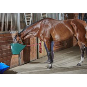 Little Giant 20-Quart Durable Plastic Flat Back Livestock Feed Bucket, Green - TRAPSKI