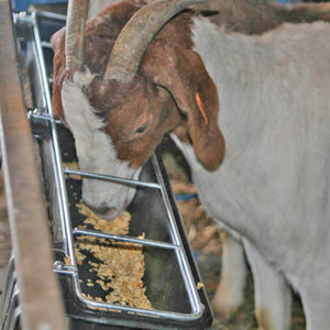 Little Giant Hook Over Goat Trough Heavy Duty Steel 9 Quart Feeder (4 Pack)