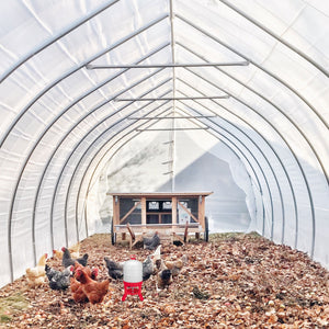 Little Giant DOMEWTR10 10 Gallon Tank Heavy Duty Poultry Chicken Gravity Waterer