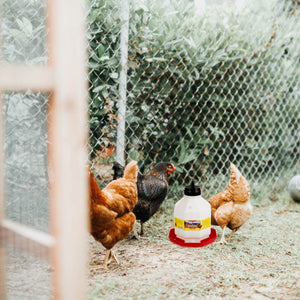 Little Giant PPF5 5 Gallon Automatic Poultry Waterer for Chickens, Red (4 Pack)