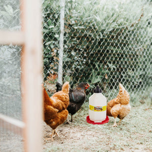 Little Giant PPF7 7 Gallon Capacity Automatic Poultry Waterer for Chickens, Red