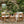 Set of 2 Outdoor Acacia Wood Dining Chairs with Cushions