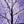 3 Pc Illuminated Halloween Tree with Purple LED Glow