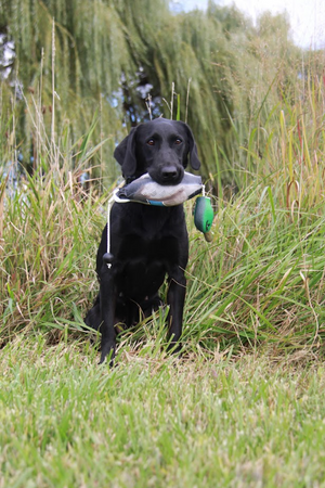 HuntEmUp Premium Duck Dog Training Dummy Mallard Bumper for Retrievers