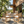 2-Piece Outdoor Dining Chairs Set: Acacia Wood with Rope Back