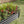 Metal Raised Garden Bed for Flowers and Vegetables