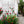 2 Pack Metal Garden Trellis