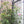 4 Pack Metal Garden Trellis for Climbing Plants