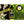 Supreme Growers BANISH Natural Mildew Pathogen Fungicide Concentrate, 2 Ounce - TRAPSKI