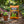 Hydrofarm GROW!T Coco Coconut Coir Fiber Garden Loose Growing Medium, 1.5 Cu Ft - TRAPSKI