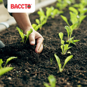 Michigan Peat Baccto Wholly Cow Horticulture Organic & Composted Manure, 40 Qt