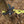 Brush Grubber BG-01 Original Brush & Small Tree Stump Root Remover Tool (2 Pack)